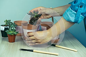 close up of a woman`s hands and small succulents, transplanting domestic plants into clay pots, Hobbies