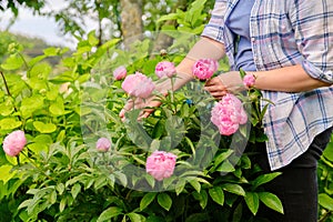 Close-up of woman's hands touching blooming bush of pink peonies