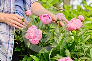 Close-up of woman& x27;s hands touching blooming bush of pink peonies