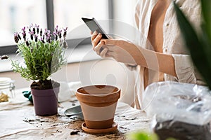 close up of woman with smartphone planting flowers