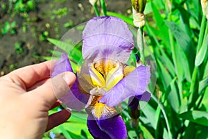 Close-up - woman touched her hand with a petal of purple iris growing in the garden