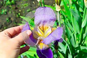 petal of purple iris