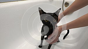 Close-up, a woman wipes water from a wet black cat with large yellow eyes, which is sitting in a white bath. Protection