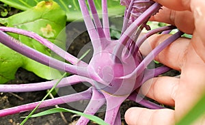 close-up of a woman& x27;s hand holding a purple kohlrabi growing in the soil in a vegetable garden, outdoors in summer