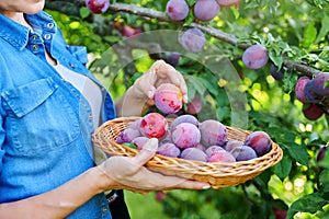Close-up of woman's hand picking ripe plums from tree in basket