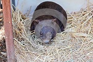 Close up of wombat in Australia.