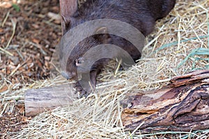 Close up of wombat in Australia.