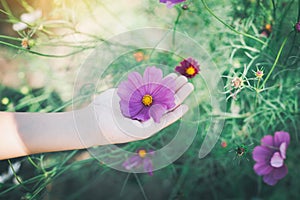 A close up of a women hand pick a pink cosmos.