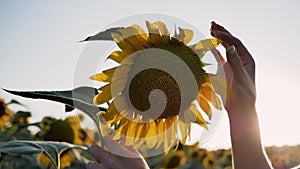 Close-up women hands and sunflower. Woman divination, tearing petals off flower