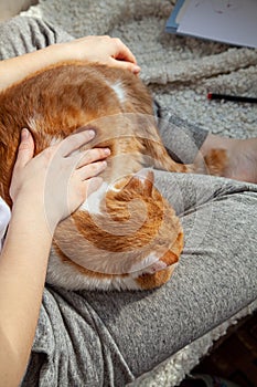 Close-up of women`s hands stroking a red domestic cat. Home care for your favorite animal