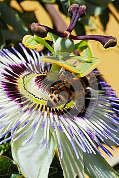 Macro of passionflower with two bees