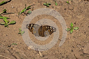 Close up of a wonderful junonia lemonias butterfly