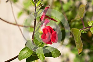 Close-up of a wonderful plant of sage microphylla