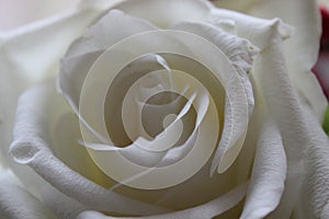 Close up of wonderful tender white rose