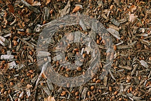 Close-up of wood ants. Multitude of red and black wood ants on forest floor