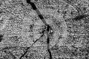 Close-up wood bark of tree back and white background and texture