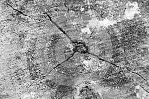 Close-up wood bark of tree back and white background and texture