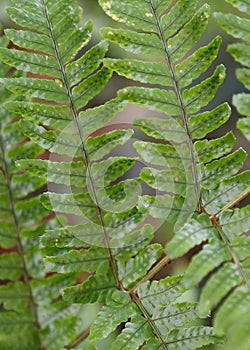 Close-up of Wood Fern Fronds showing the leaflets