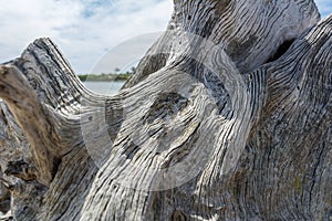 Close Up of Wood Grain on an old Piece of Drift Wood