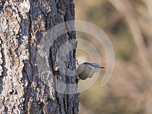 Close up wood Nuthatch or Eurasian nuthatch, climbing on larch tree trunk with head down. Green bokeh background, copy