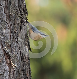 Close up wood Nuthatch or Eurasian nuthatch, climbing on larch tree trunk with head down. Green bokeh background, copy space