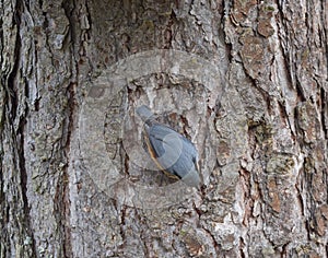 Close up wood Nuthatch or Eurasian nuthatch, Sitta europaea climbing at tree trunk and hiding sunflower seed in beak to