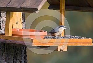 Close up wood Nuthatch or Eurasian nuthatch, Sitta europaea perched on the bird feeder table with sunflower seed. Bird feeding