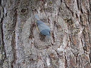 Close up wood Nuthatch or Eurasian nuthatch, Sitta europaea climbing at tree trunk and hiding sunflower seed in beak to