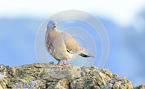 Close-up of a wood pigeon bird, columba palumbus, posing and preening