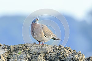 Close-up of a wood pigeon bird, columba palumbus, posing and preening