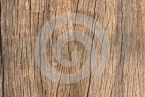 Close up wood texture for nature Background