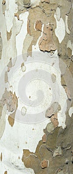 Close up wood texture tree