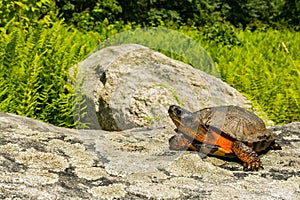 A close up of a Wood Turtle