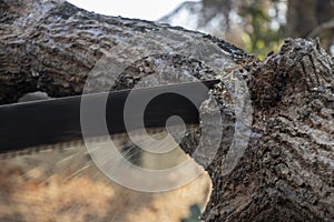 Close-up of woodcutter sawing chain saw in motion, bring down trees concept