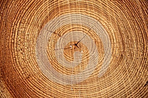 Close up wooden background, texture