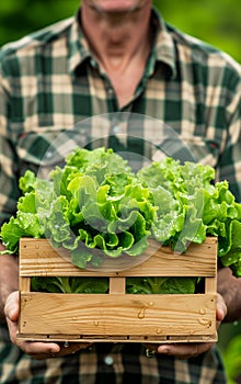 Close-up on a wooden box held by a farmer with freshly harvested lettuce salad