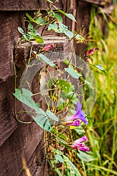 Close up of a wooden door with beautiful morning glory flowers on it