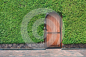 Close-up, Wooden door Texture green buxus hedge. Hedgerow backdrop