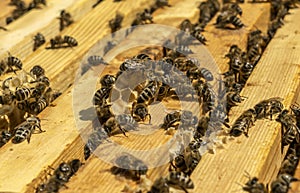 Close up of a wooden frame with a honeycomb filled with honey bees continuing to bring honey