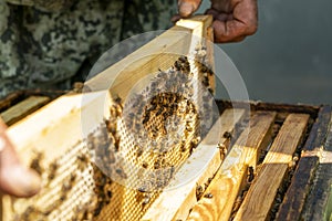 Close up of a wooden frame with a honeycomb filled with honey bees continuing to bring honey