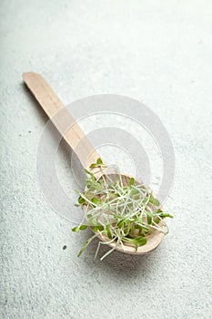 Close-up, a wooden spoon with sprouts of micro greens on a white vintage background