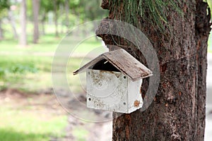 Close up wooden squirrel or bird house hanging on the tree