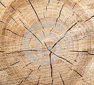 Close up of wooden stump