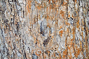 Close-up wooden texture