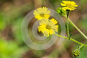 Close up of Woodland Madia Anisocarpus madioides blooming in the forests of San Francisco bay, California