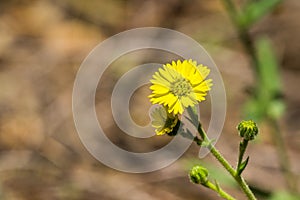 Close up of Woodland Madia Anisocarpus madioides blooming in the forests of San Francisco bay, California