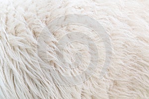 Close up wool texture and pattern background.