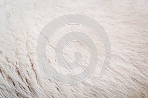 Close up wool texture and pattern background.