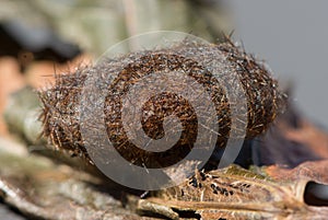 Close up of a woolly bear caterpillar cocoon.