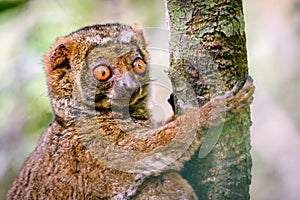 Close up of Woolly Lemur clinging to tree